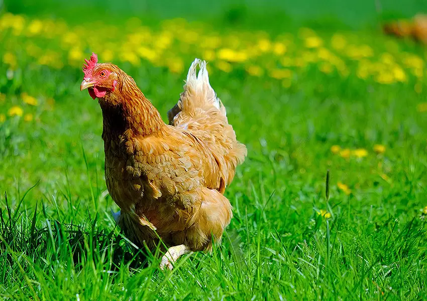Pollo de corral