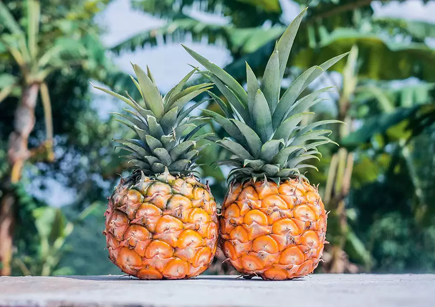 Piñas en orilla de playa